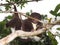 Mountain Cuscus Climbing