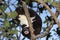 A Mountain Cuscus eating Leaves in a Guava Tree