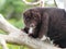 Mountain Cuscus in a Guava tree