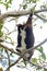 Mountain cuscus hanging by prehensile tail