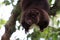 Mountain Cuscus Hanging from Tree Branch