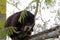 Mountain cuscus in Papua New Guinea