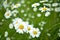 Mountain Daisies