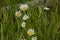 Mountain Daisies in the Foothills