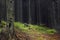 Mountain dark forest with pines and firs, ferns and grass, path and log