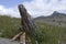 Mountain dead wood and wild flowers