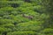 a mountain deer amidst green field