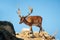Mountain deer on a cliff in a national park Thasos