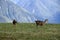 Mountain deers Olympic National Park