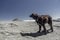 Mountain dog on a high rocky plateau