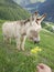 Mountain donkey eating flowers in the french Alps.
