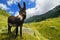 Mountain donkey on green field