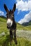 Mountain donkey on green field