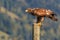 Mountain eagle sitting on a pole