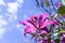 Mountain ebony , Orchid Tree , Purple Bauhinia with blue sky in winter