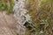 Mountain edelweiss from the Dolomites - ITALY