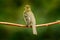 Mountain Elaenia, Elaenia frantzii, passerine bird in the tyrant flycatcher family. It breeds in highlands from Guatemala to
