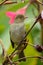 Mountain Elaenia portrait