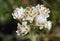 Mountain Everlasting