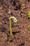 Mountain Fern regrowing after a fire