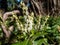 Mountain fetterbush or mountain andromeda (pieris floribunda) with erect or just