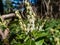 Mountain fetterbush or mountain andromeda (pieris floribunda) with erect or just