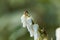 Mountain fetterbush Pieris floribunda