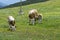 Mountain field with cows in the alp