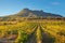 Mountain and field with vineyards.