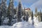 Mountain firs covered with snow