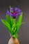 Mountain flake flower, Centaurea Montana in the vase