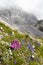 Mountain flora near Mangart, Triglav national park, Julian Alps, Slovenia