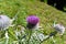 Mountain flora in Trisanna Vally - Galtur