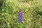 Mountain flora in Trisanna Vally - Galtur