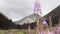 Mountain flower, blue division in detail, mountains on horizon