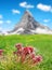 Mountain flower houseleek Sempervivum in Swiss alps