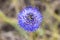 Mountain flower Jasione montana with small petals of blue color