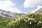 Mountain flowers in the Alps