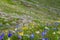 Mountain flowers blossoming