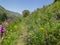 Mountain flowers. resort Issyk-Ata in Kyrgyzstan