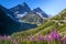 Mountain flowers, road, snowy peaks in the mountains.