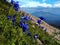 Mountain flowers on the slope