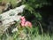 Mountain flowers in springtime, Sempervivum arachnoideum, common houseleek, Alps, Europe