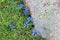 Mountain flowers - the stemless gentian