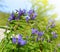 Mountain flowers of a willow gentian