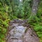 Mountain footpath in the deep woods