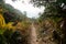 Mountain footpath through woods and forest in the morning with mist and rain, concept of life path and difficulties