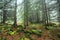 Mountain forest in dense mist.Evergreen forest with big spruces and mossy stones