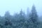 Mountain forest in dense mist. Evergreen forest with big spruces and mossy stones