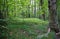 Mountain forest interior with large birch tree and ferns